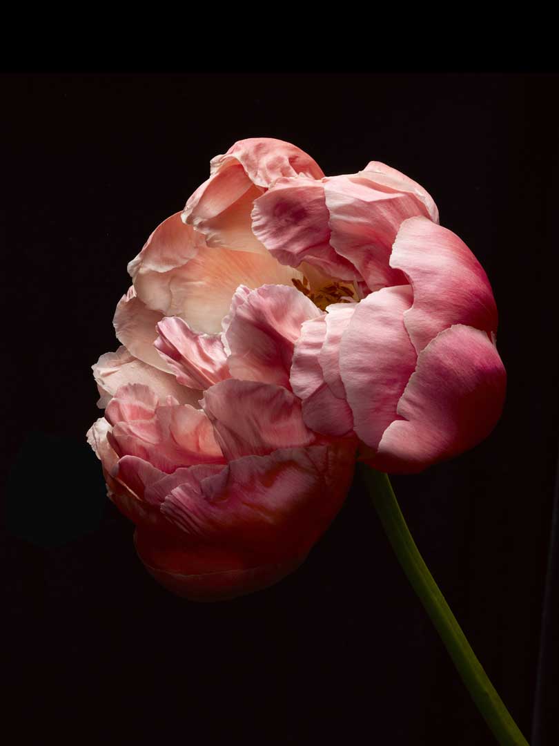ColorPeonie_BlackPlate2