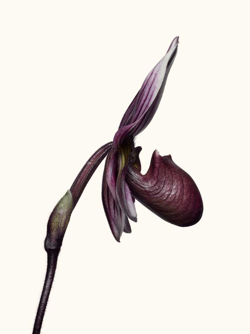 OrchidAK