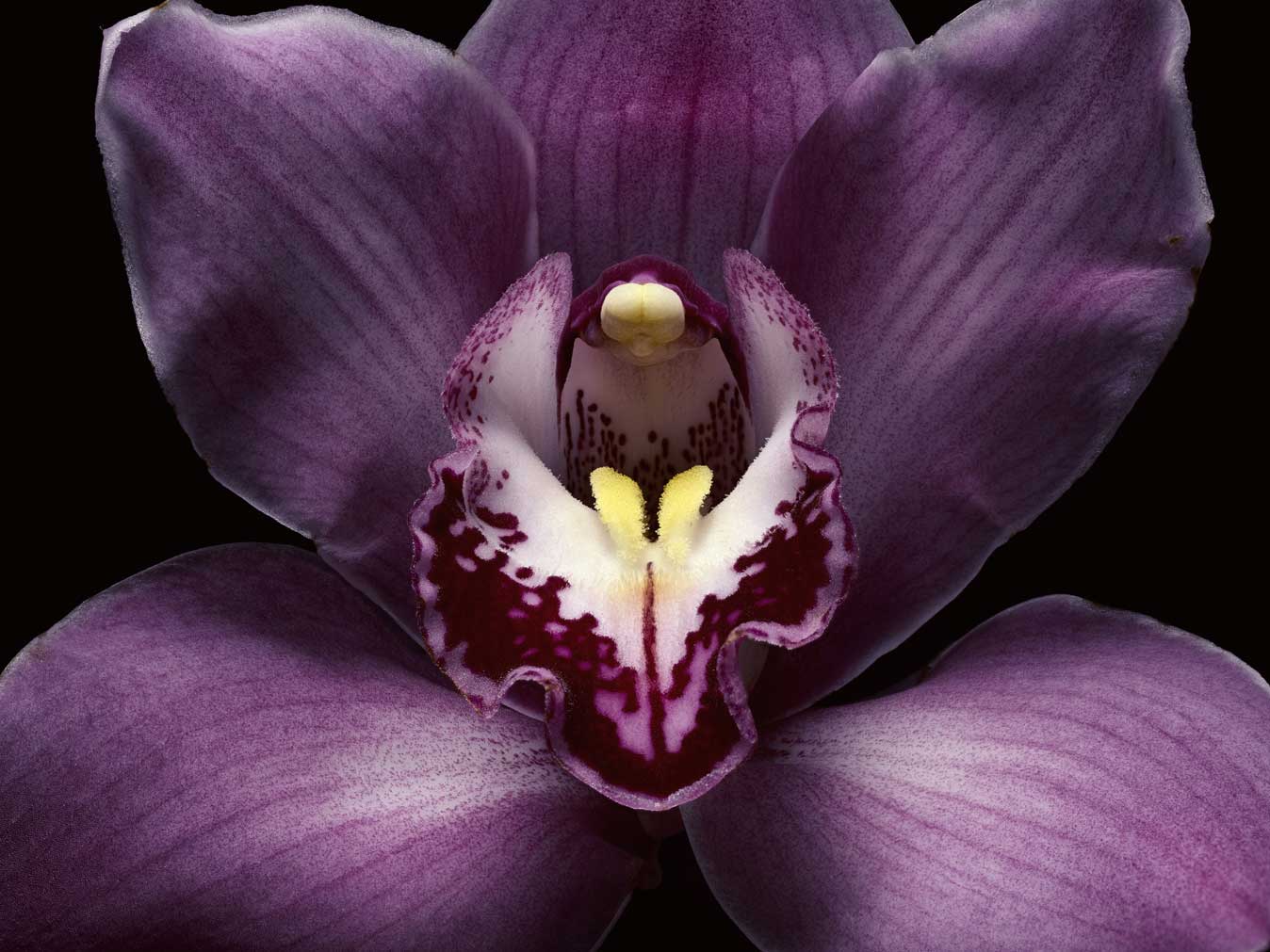 PurpleOrchidCloseup